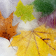 Illustration for article titled Fall Shooting Challenge Gallery 2